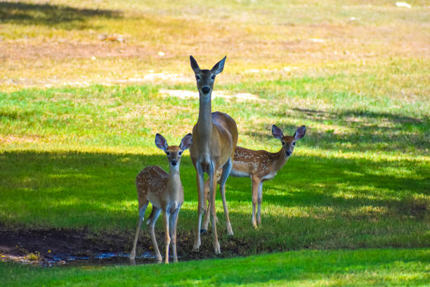 istock Three deer getting a drink of water in the shade. 1020955444