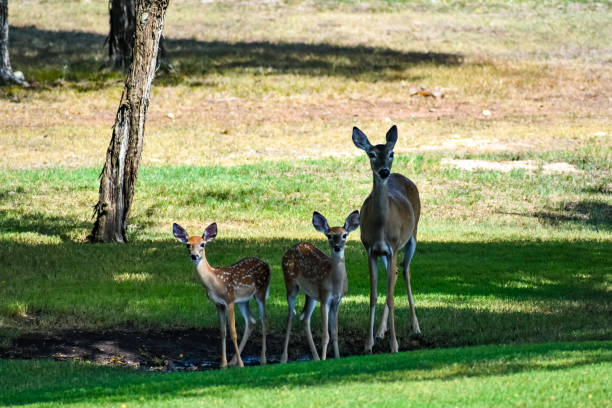 istock Three deer getting a drink of water in the shade. 1020955446
