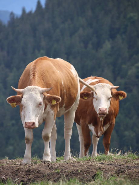 cows stock photo