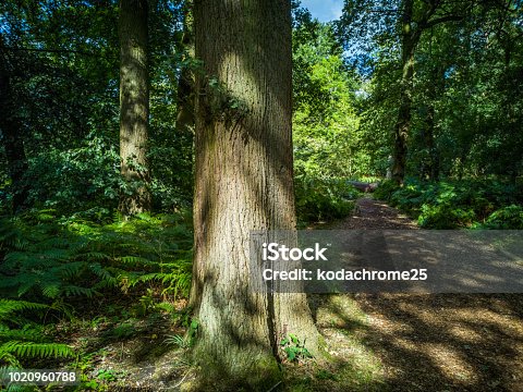 istock dappled sunlight on forest footpath 1020960788