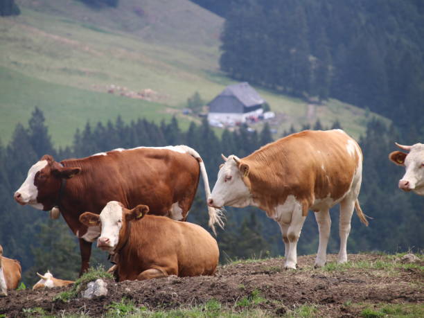 cows stock photo