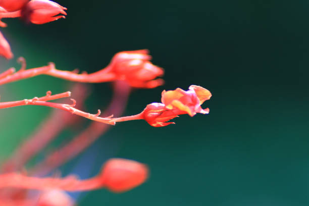 Dipterocarpus intricatus red flowers on old wood.