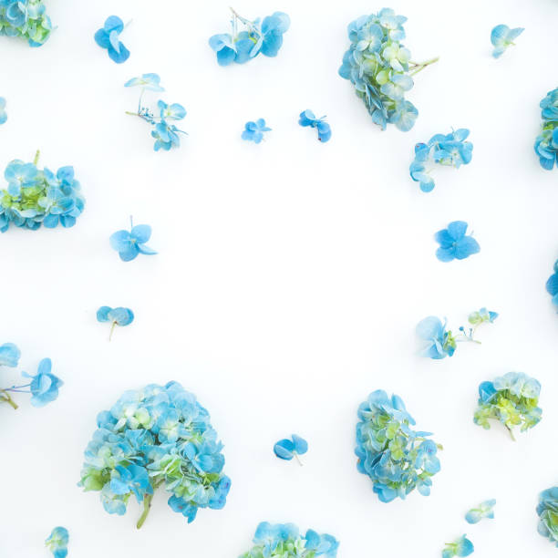 istock Floral frame with blue hydrangea flowers on white background. Flat lay, top view. Floral background 1020966374