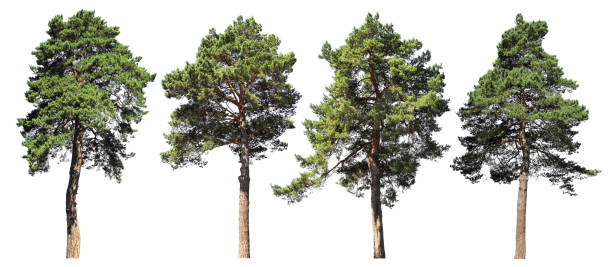 istock Pine, spruce, fir. Coniferous forest. Set of isolated trees on white background 1020969178