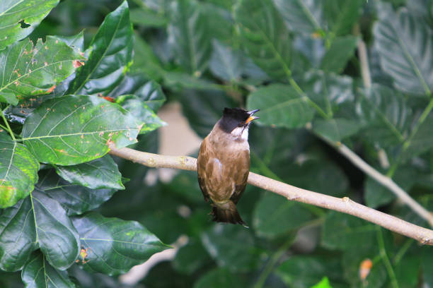 istock hk park bird watch at Edward Youde Aviary 1020972844