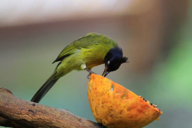 istock Black crested Yellow Bulbul at the hk park 1020975062