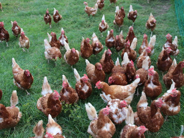 chickens stock photo