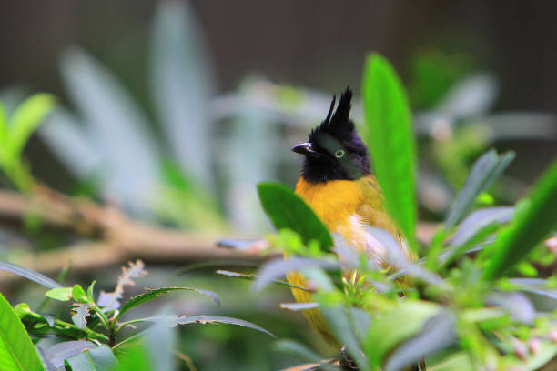 istock Black crested Yellow Bulbul at the hk park 1020975200