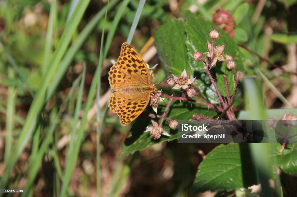 Permuttfalter Animal Stock Photo