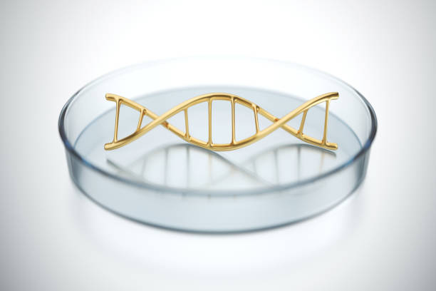 Structure of DNA in a Petri dish isolated on white background