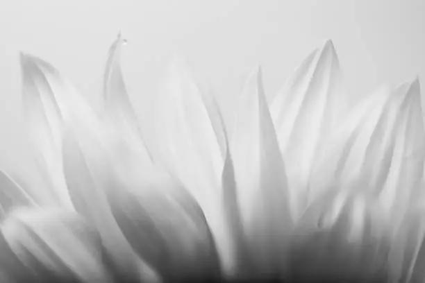 Close up of sunflower petals in front of white background. Smooth and soft shapes, soft color gradient. One little water drop on one petal. Detail shot. Only black and white.