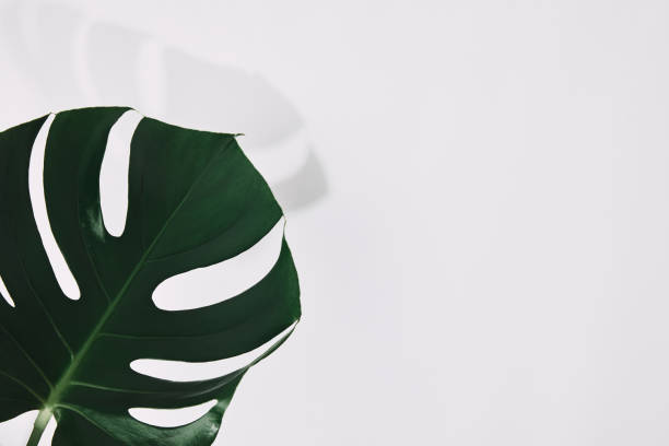 istock close-up shot of single green monstera leaf on white 1020981396
