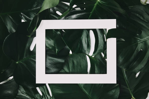 istock top view of green monstera leaves with white frame 1020981422