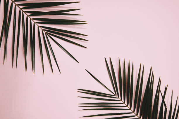 istock top view of palm branches arranged on pink surface 1020981502