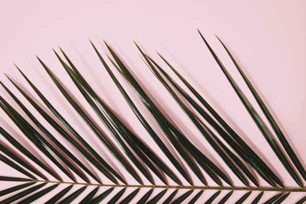 istock partial view of palm branch on pink 1020981544
