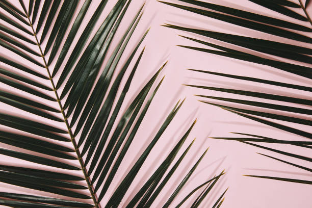 istock top view of palm branches on pink surface 1020981582