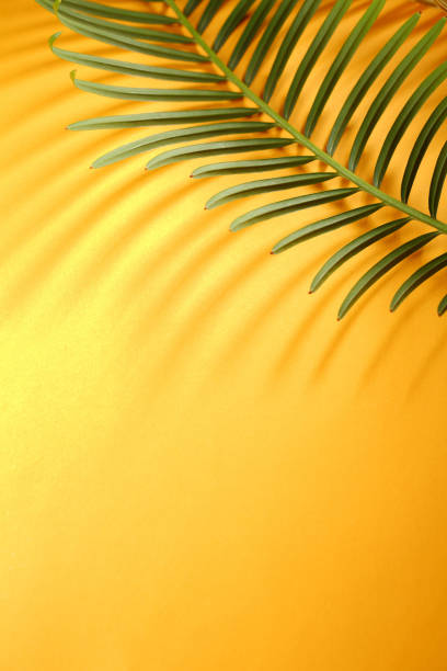 istock Palm leaves with copy space, tropical concept 1020984866