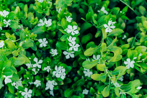 Gardening, Backyard, Small, Plant - Overhead image of flowerbed and lush green plants