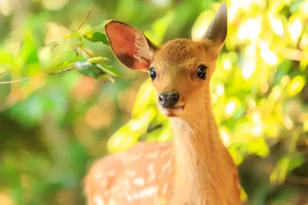 Photo of Deer