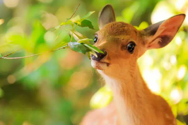 Photo of Deer