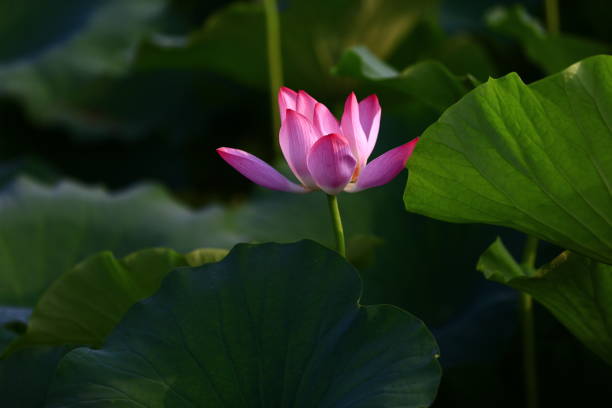 istock Blooming lotus flower, very beautiful 1020995256