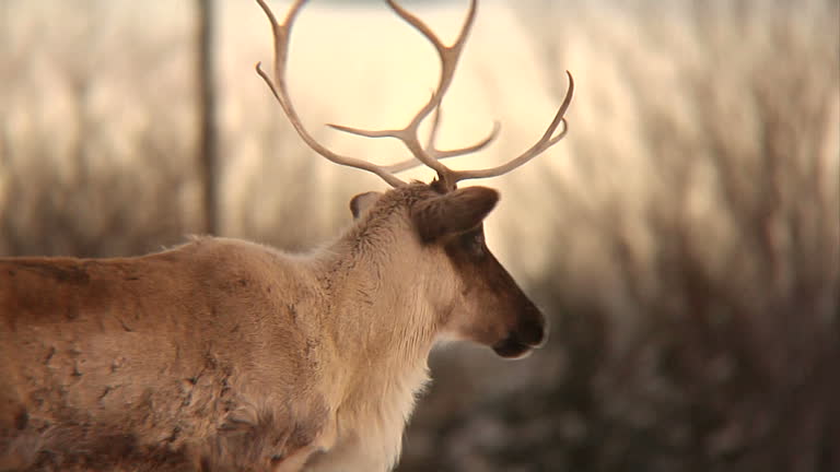Reindeer