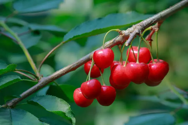Branches of cherry trees with ripe appetizing cherries during harvesting. Close-up.