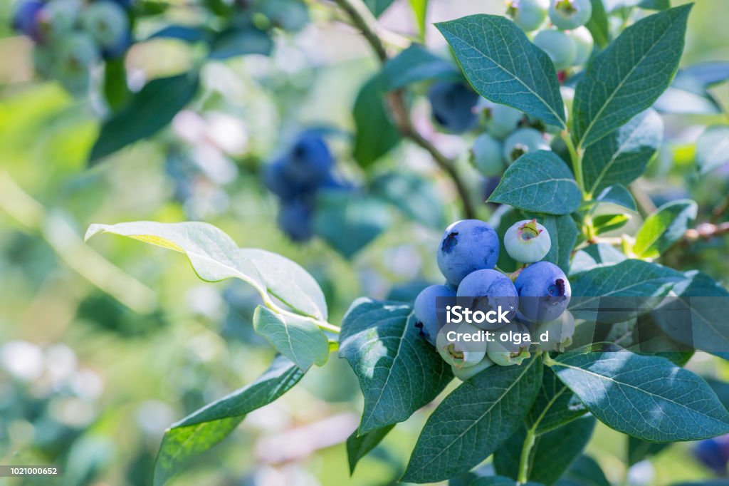 Ripe blueberries on a branch in a blueberries orchard. Plantations of blueberries during harvest. Shallow depth of field. Close-up. Place for text. Blueberry Stock Photo