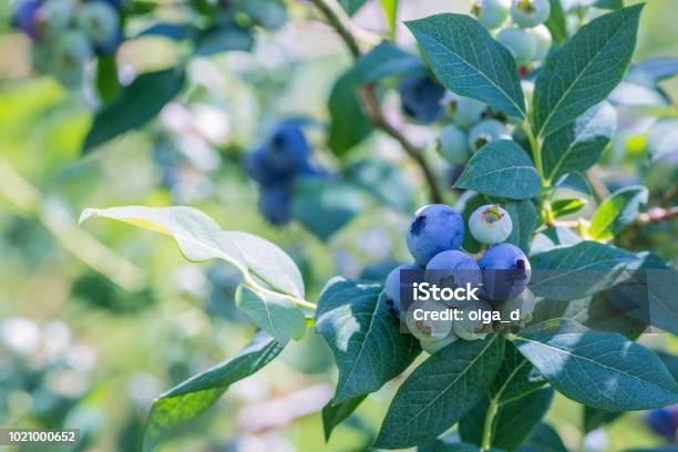 Ripe Blueberries On A Branch In A Blueberries Orchard Stock Photo - Download Image Now