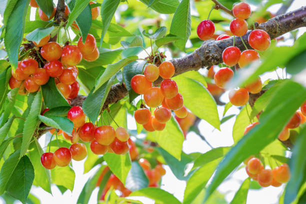 istock Ripe cherries on a branch. 1021000654