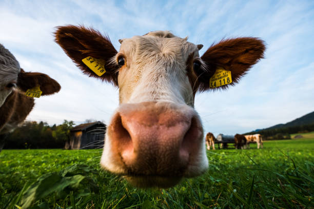 interested cow shows his muzzle