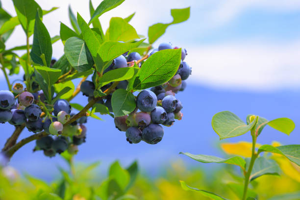 istock Ripe blueberries on plantation. 1021000754
