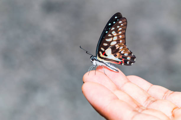 istock Common jay butterfly (Graphium doson) resting on human finger 1021003762