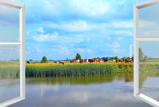 Opened window to summer lake with grazing cows. Rural view. Panorama from opened window. Nature behind window. Beyond house. Cows on pasture. Window design