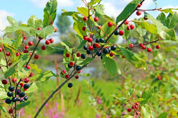 istock Branches of Frangula alnus with black and red berries 1021009104