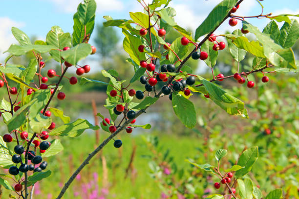 Branches of Frangula alnus with black and red berries Branches of Frangula alnus with black and red berries. Fruits of Frangula alnus frangula alnus stock pictures, royalty-free photos & images