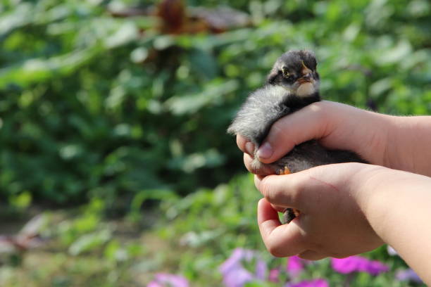 les poulets dans les mains des enfants. nouvelle vie. petit oiseau - baby chicken young bird chicken human hand photos et images de collection