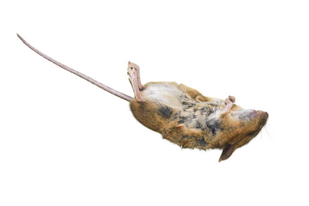 dead mouse - dead animal mouse dead body death imagens e fotografias de stock