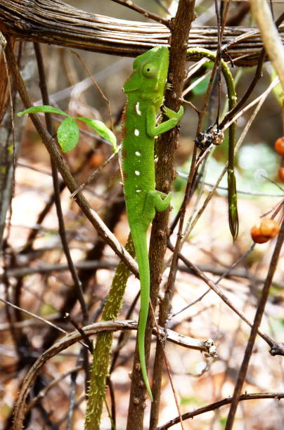 furcifer oustaleti femelle - oustalets chameleon photos et images de collection