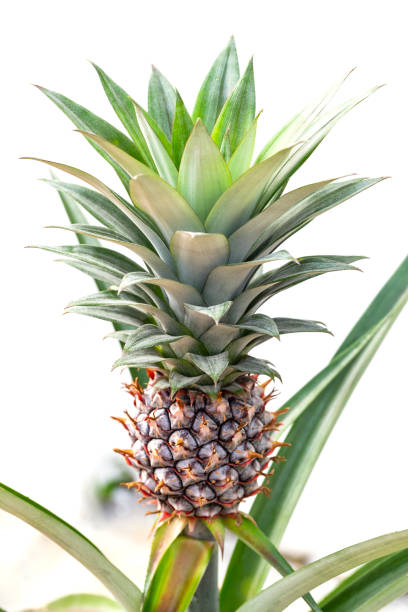 istock Pineapple ( Ananas comosus ) on its parent plant 1021022702