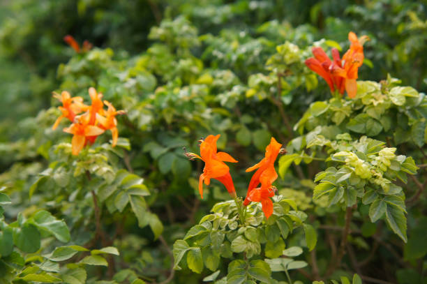 istock Orange cape honeysuckle or tecoma capensis plant shrub 1021022720