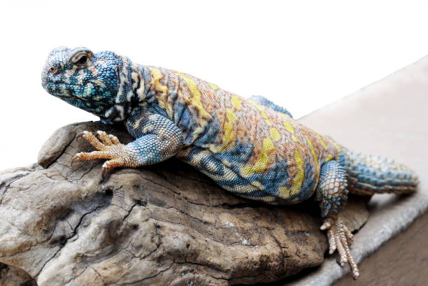 istock Ornate uromastyx 1021022790