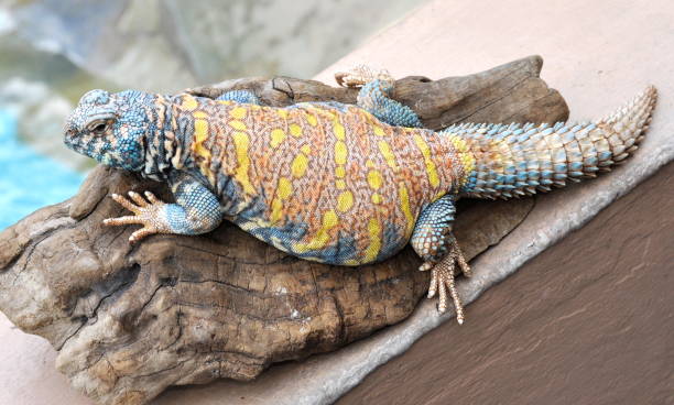 Ornate uromastyx