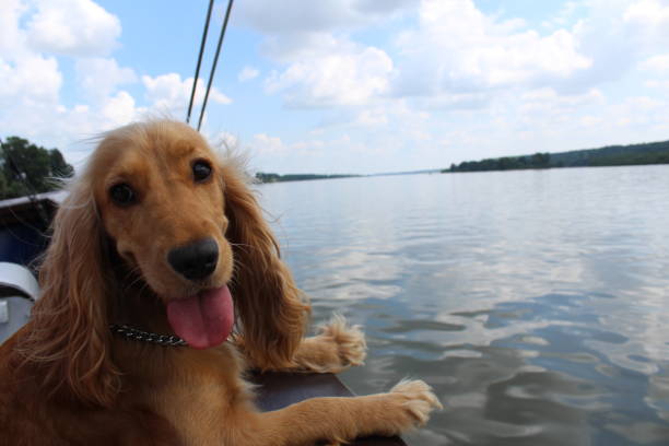 istock Dog in boat. 1021025540