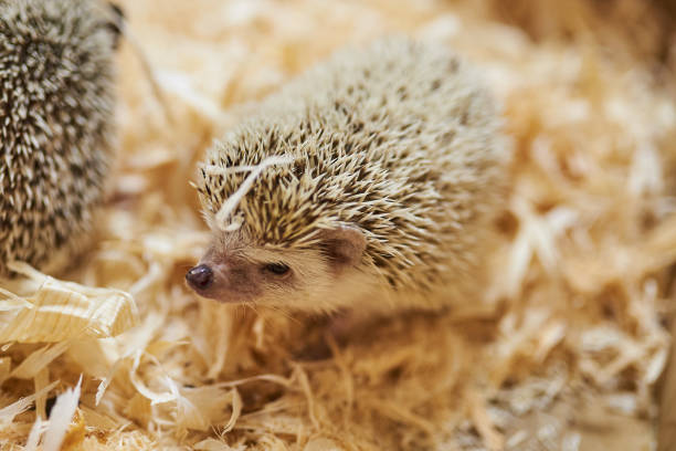 istock Cute decorative hedgehog, wood sawdust 1021025928