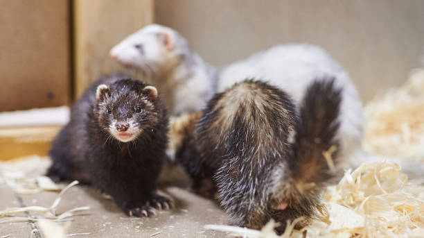 istock Sad, cute ferret, petting zoo 1021025934