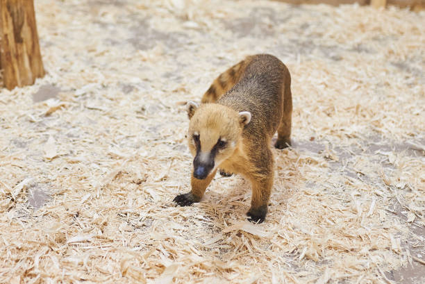 Ring-Tailed Coati, Animal,  Animal Wildlife, Animals In The Wild