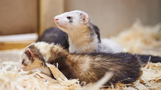 Sad, cute ferret, petting zoo. For all purposes