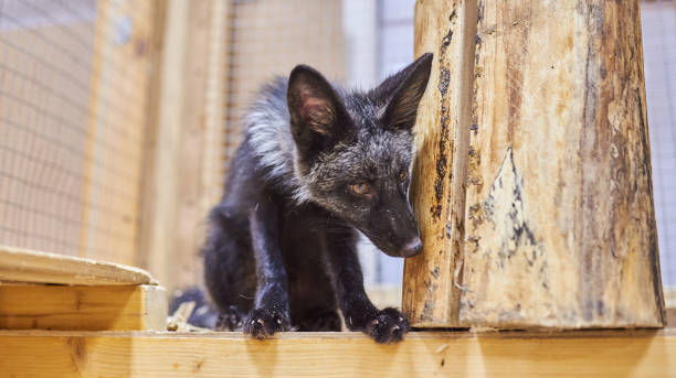 istock Puppy silver foxes in the petting zoo 1021026140