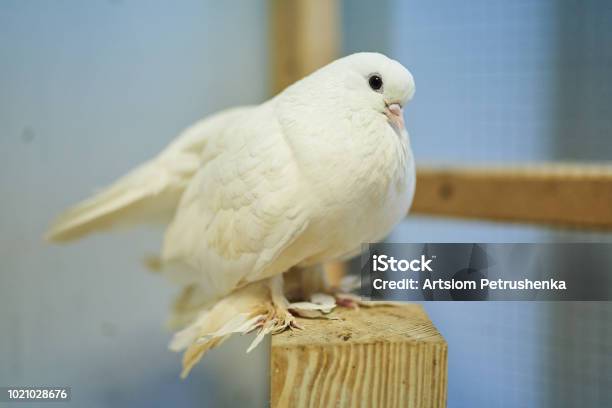 Cute Beautiful Pigeons In The Petting Zoo Stock Photo - Download Image Now - Animal, Animal Body Part, Animal Eye